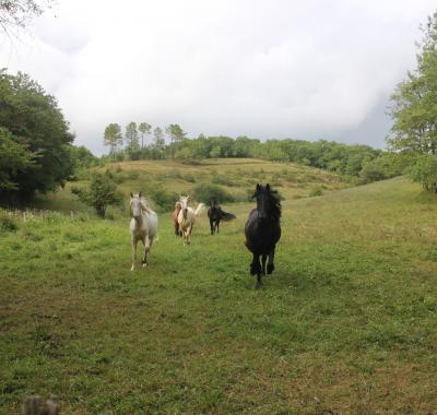 Chambre chez l'habitant en campagne - pension complète