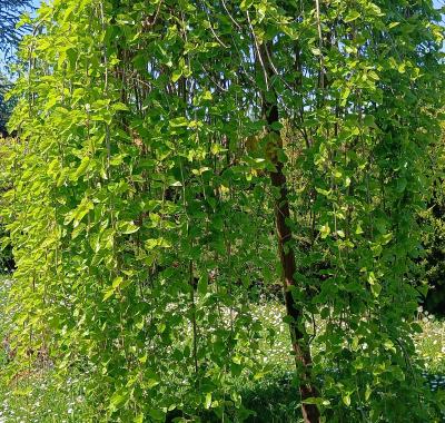 Chambre spacieuse vue jardin