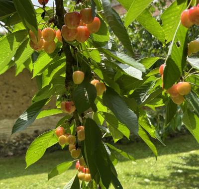Suite avec terrasse privative.