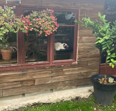 Chambre ou colocation