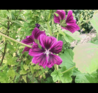 Chambre à louer chez l’habitant