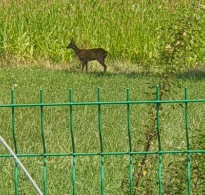 Chambre dispo chez l habitant