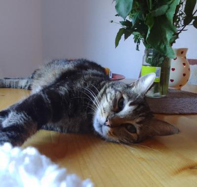 Chambre sympa dans appartement partagé.