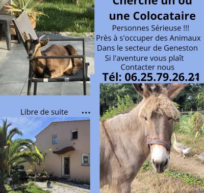 Location chambre chez l'habitant