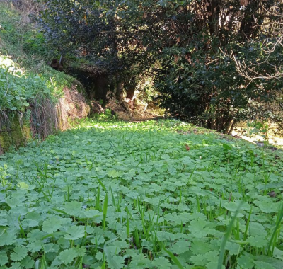 Emplacements à l'ombre pour tentes à 500m du Hellfest