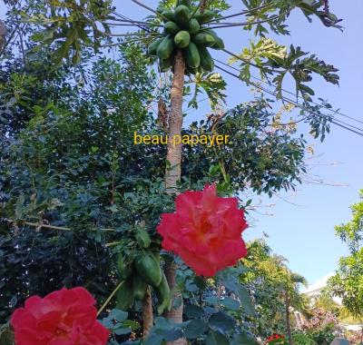 Cabanne du randonneur