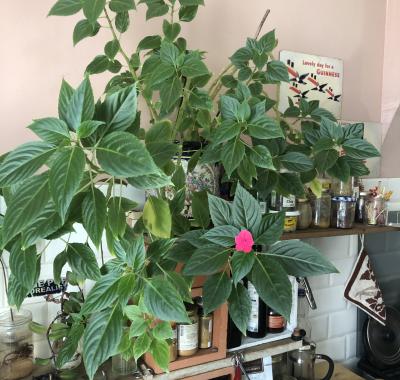 Chambre meublée chez particulier