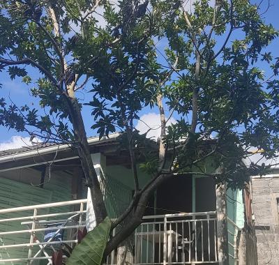 Grande tente à louer