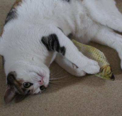 Chambre Lyon Croix Rousse