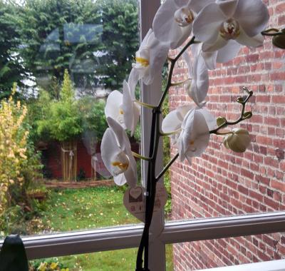 Chambre à louer dans maison avec jardin