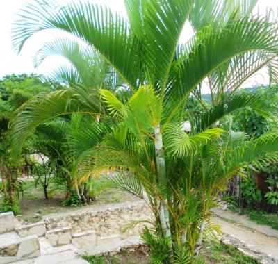 Santiago de Cuba - Chambre indépendante en terrasse à louer