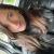Coralie